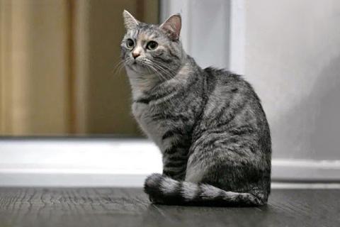 В дар кошку. Добрая домашняя кошечка Дымка, метис шотландской кошки в дар. Фото4