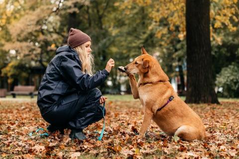 В дар собаку. Ласковая и общительная Ода ищет дом!. Фото4