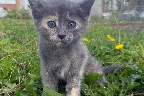 В дар кошку. Очаровательные домашние котята девочки в добрые руки. Фото1