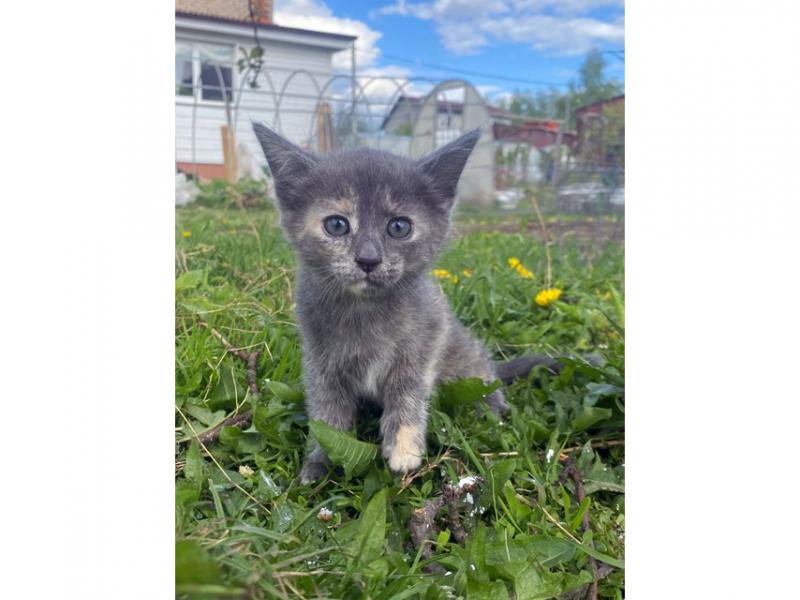 В дар кошку. Очаровательные домашние котята девочки в добрые руки