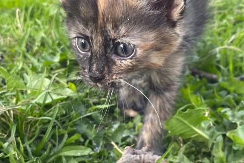 В дар кошку. Очаровательные домашние котята девочки в добрые руки. Фото4