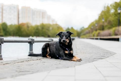 В дар собаку. Герда - олицетворение уюта, большой любви и верности!. Фото4