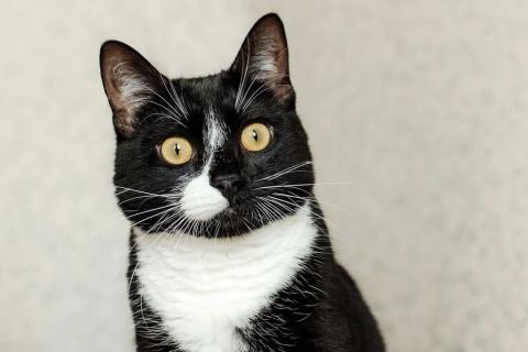 В дар кошку. Ищете друга своей кошке или коту? Наш идеальный кот Антонио ждет . Фото4
