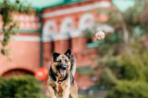 В дар собаку. Метис немецкой овчарки Граф в добрые руки. Фото4