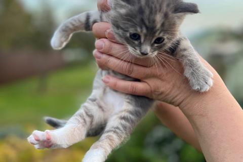 В дар кошку. Бесподобный дымчатый крошка-котенок Муся в добрые руки. Фото1