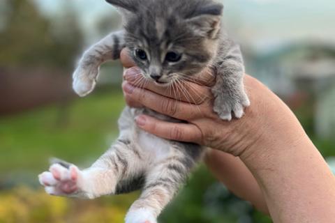 В дар кошку. Бесподобный дымчатый крошка-котенок Муся в добрые руки. Фото2