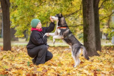 В дар собаку. Молодой хаски Изюм ищет дом!. Фото2