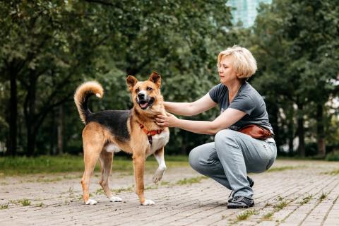 В дар собаку. Ищет дом благородный дон Начо. Фото4