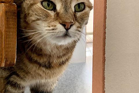 В дар кошку. Домашняя любимица, ласковая, уютная кошечка Сонечка в добрые руки. Фото2