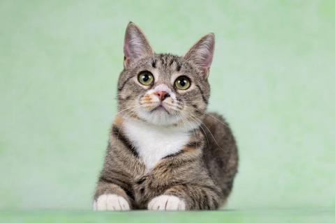 В дар кошку. Котенок Грейси — ласковое чудо в поисках дома!. Фото2