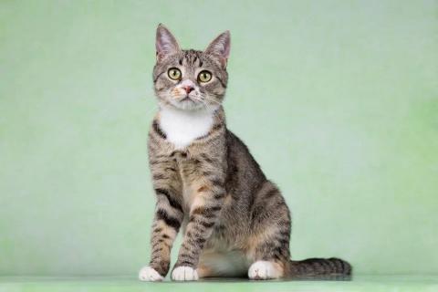 В дар кошку. Котенок Грейси — ласковое чудо в поисках дома!. Фото3