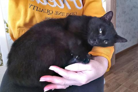В дар кошку. Надоевшая игрушка, ласковый молодой котик Васенька в добрые руки. Фото3