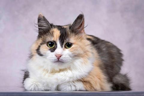 В дар кошку. Роскошная трехцветная молодая кошечка Мотли в добрые руки. Фото1
