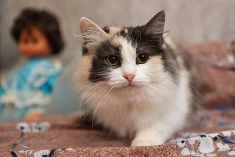 В дар кошку. Госпожа Удача Моника, молодая ласковая кошечка в добрые руки. Фото3