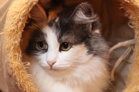 В дар кошку. Госпожа Удача Моника, молодая ласковая кошечка в добрые руки. Фото4