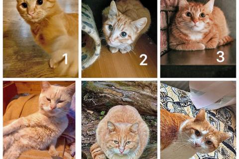 В дар кошку. Заведи себе рыжего друга! Рыжие коты в добрые руки. Фото1