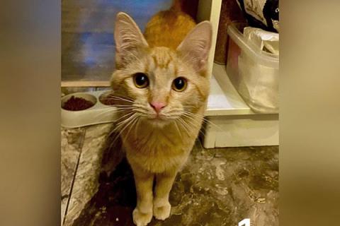 В дар кошку. Заведи себе рыжего друга! Рыжие коты в добрые руки. Фото2