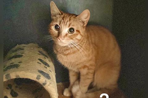 В дар кошку. Заведи себе рыжего друга! Рыжие коты в добрые руки. Фото3