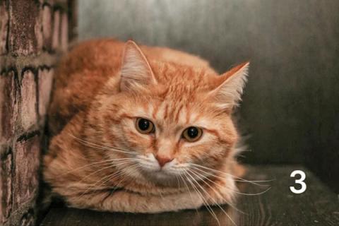 В дар кошку. Заведи себе рыжего друга! Рыжие коты в добрые руки. Фото4