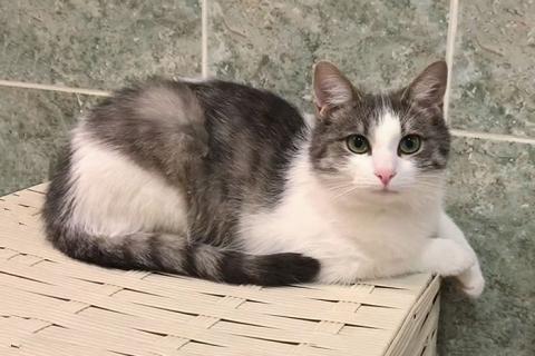В дар кошку. Алиса, кошечка из Вашего детства в добрые руки. Фото1