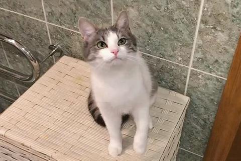 В дар кошку. Алиса, кошечка из Вашего детства в добрые руки. Фото2