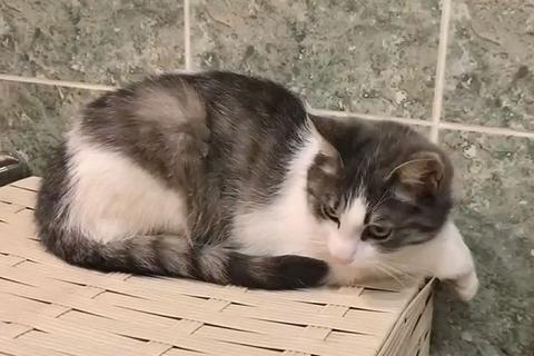 В дар кошку. Алиса, кошечка из Вашего детства в добрые руки. Фото3