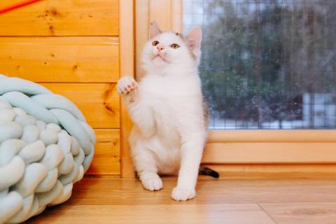 В дар кошку. Милейший котенок Витас в добрые руки. Фото1