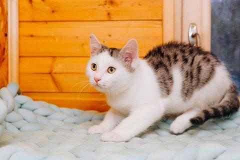 В дар кошку. Милейший котенок Витас в добрые руки. Фото2