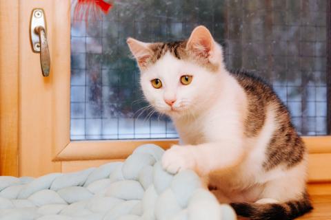 В дар кошку. Милейший котенок Витас в добрые руки. Фото3