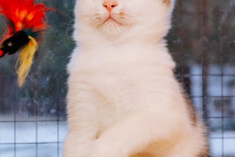 В дар кошку. Милейший котенок Витас в добрые руки. Фото4