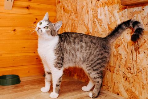 В дар кошку. Миниатюрная добрая кошка Маруся в добрые руки. Фото1