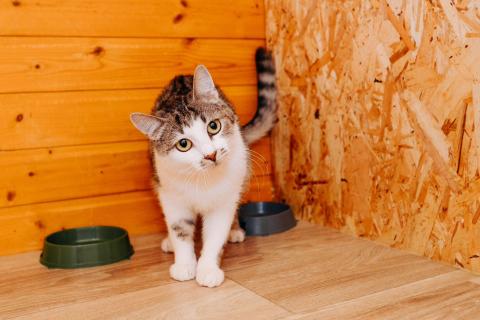 В дар кошку. Миниатюрная добрая кошка Маруся в добрые руки. Фото2