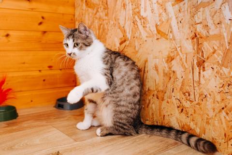 В дар кошку. Миниатюрная добрая кошка Маруся в добрые руки. Фото3