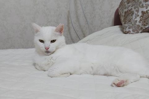 В дар кошку. Чисто-белая кошка Люся в добрые руки. Фото1