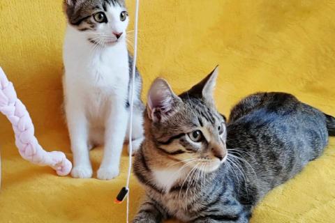 В дар кошку. Классные котята брат и сестра в добрые руки. Фото1