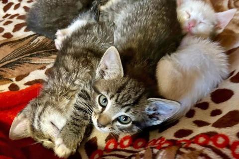 В дар кошку. Малыши-полосатики, ласковые котята-мальчики в добрые руки. Фото2
