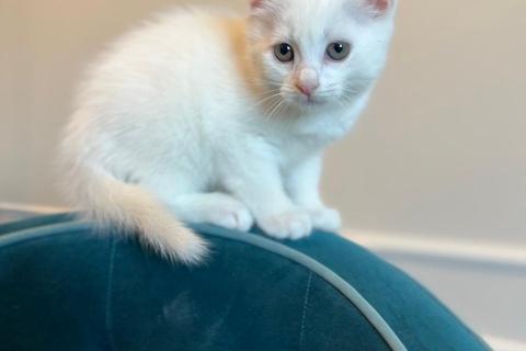 В дар кошку. Белые маленькие котята в добрые руки. Фото3