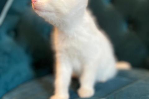 В дар кошку. Белые маленькие котята в добрые руки. Фото4