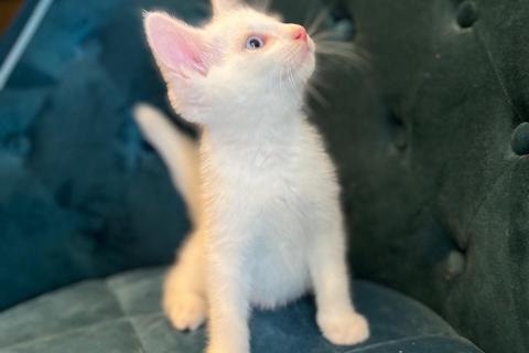 В дар кошку. Чудо-котенок Зайчик в добрые руки. Фото2