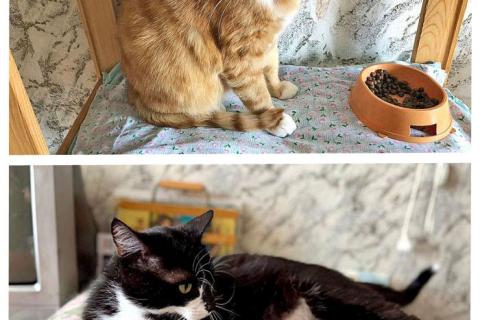 В дар кошку. Ласковые домашние котики Кузя и Маркиз в добрые руки. Фото1