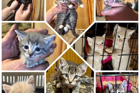 В дар кошку. Совсем маленькие котята мальчики и девочки в добрые руки. Фото1