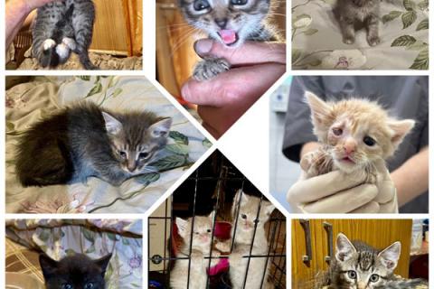 В дар кошку. Совсем маленькие котята мальчики и девочки в добрые руки. Фото2