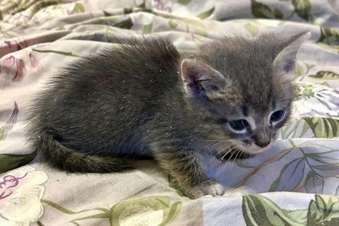В дар кошку. Совсем маленькие котята мальчики и девочки в добрые руки. Фото3