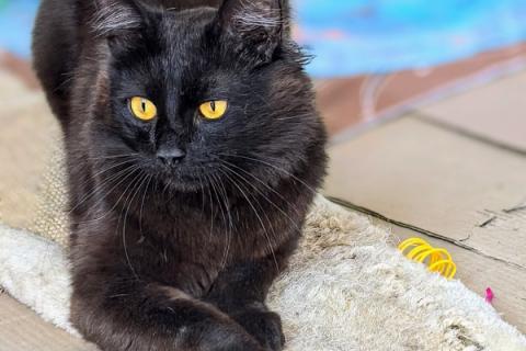 В дар кошку. Брутальный красавец Кеша ищет новый дом, потерялся!. Фото1