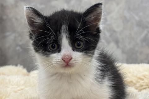 В дар кошку. Красивая 2 мес малышка Шаня в добрые руки!. Фото1