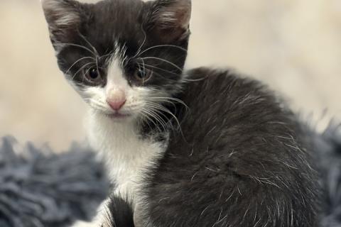 В дар кошку. Красивая 2 мес малышка Шаня в добрые руки!. Фото3