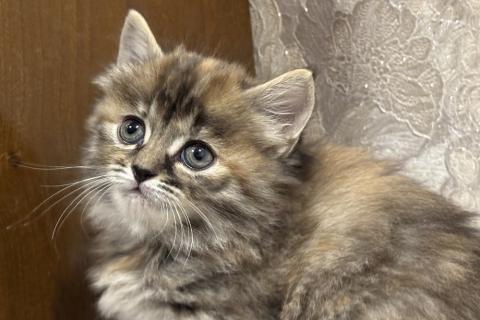 В дар кошку. Шикарные котята девочки в добрые руки. Фото2