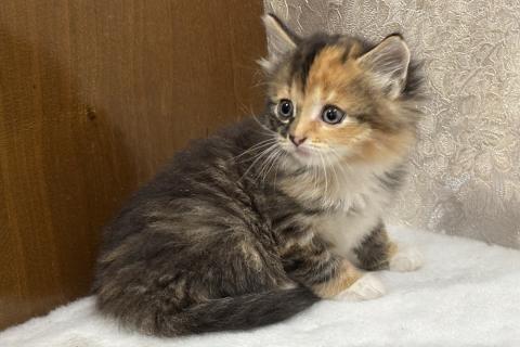 В дар кошку. Шикарные котята девочки в добрые руки. Фото3
