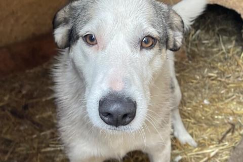 В дар собаку. Нежную Беллу хотели утопить в гудроне. Фото1 В дар собаку. Нежную Беллу хотели утопить в гудроне. Фото1