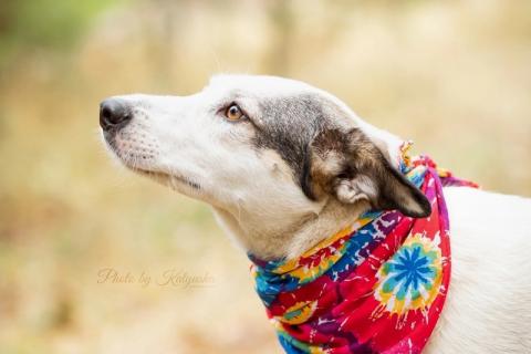 В дар собаку. Нежную Беллу хотели утопить в гудроне. Фото2 В дар собаку. Нежную Беллу хотели утопить в гудроне. Фото2